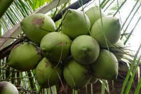 Harga Kelapa Butiran di Riau Stagnan