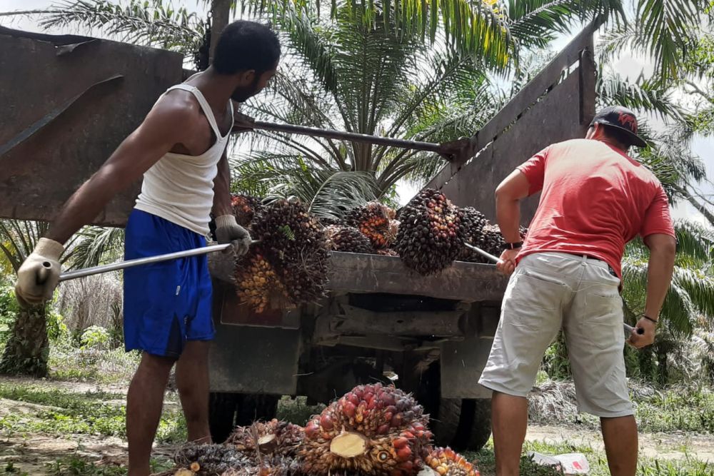 PTPN V Dorong 2.436 Hektare Sawit Petani Mitra Binaan Sertifikasi RSPO