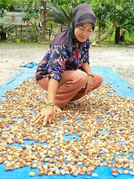 Harga Pinang Kering di Riau Alami Penurunan Jadi Rp14.280 Ribu per Kg