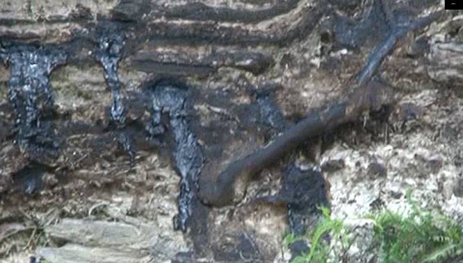 Mediasi Perkara Limbah B3 TTM Blok Rokan Gagal, LPPHI Beberkan Alasan Para Tergugat