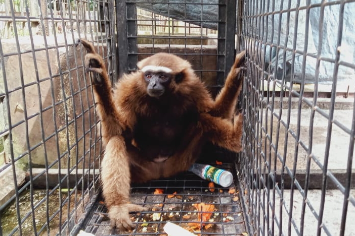 BBKSDA Riau Evakuasi Owa Ungko di Kuansing