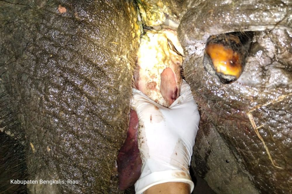 Plt BBKSDA Riau Beberkan Hasil Nekropsi Gajah Mati di Bengkalis, Ini katanya