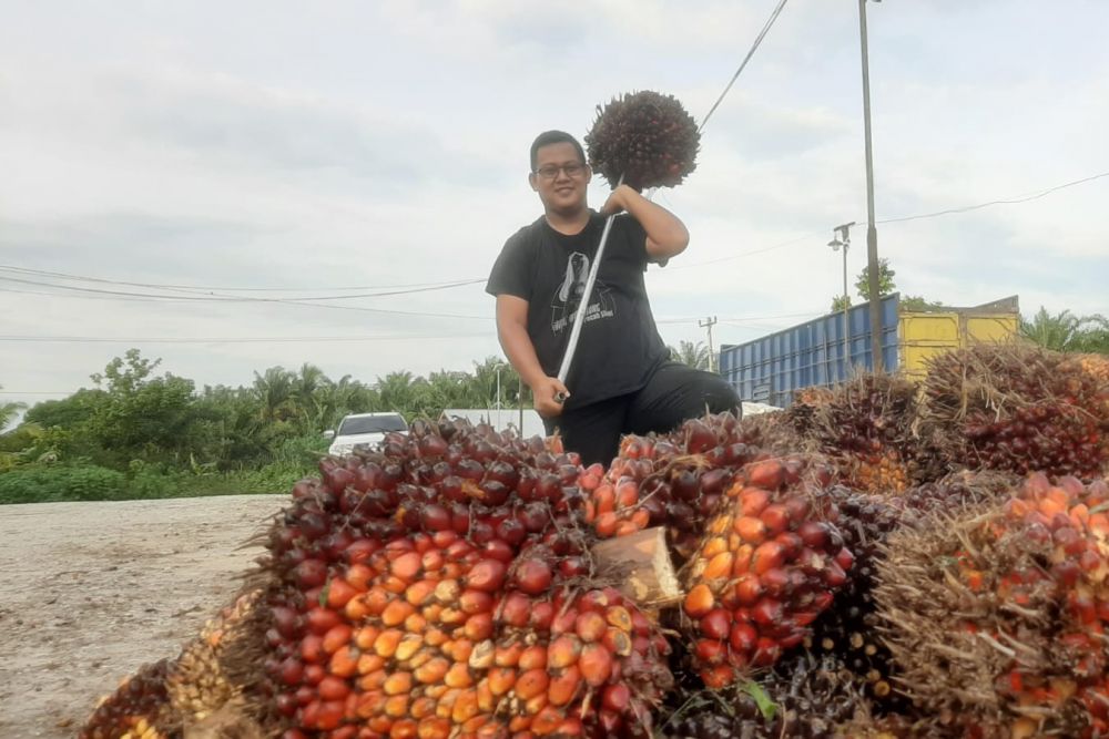 Ini Penyebabnya Harga Sawit Riau Turun