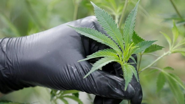 Benarkah Senyawa dalam Ganja Disebut Bisa Cegah Covid-19