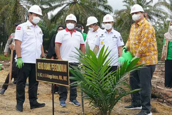 2022 Pemprov Riau Targetkan Program Peremajaan Sawit Rakyat 14.900 Hektar