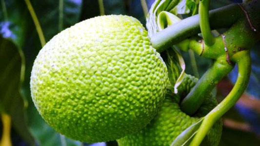 14 Manfaat Buah Sukun Untuk Kesehatan, Cegah Kanker Hingga Atasi Ketombe