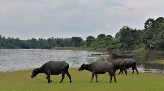 Sejumlah Kerbau di Kampar Riau Terpapar Penyakit Sapi Ngorok