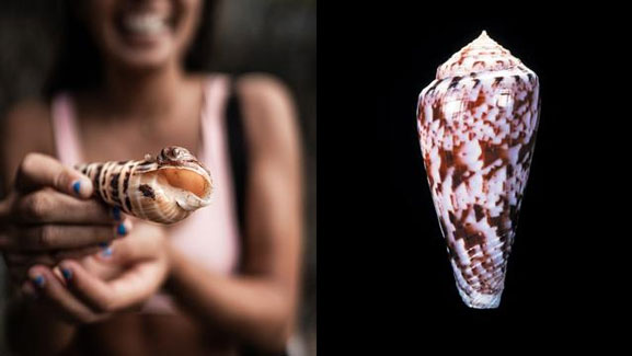 Racun Siput, Temuan Unik Obati Penderita Diabetes