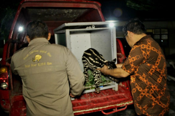 Seekor Bayi Tapir Diselamatkan Warga Desa Gunung Melintang Kuantan Hilir