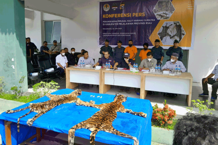 2 Pelaku Penjual Kulit Harimau Diamankan Gakkum KLHK