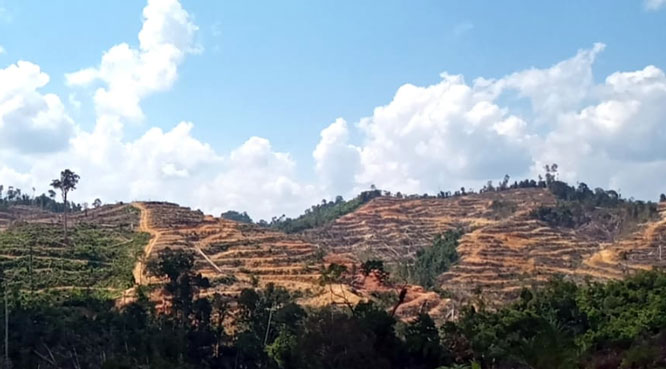 RI Umumkan Penurunan Deforestasi 2021-2022, Nadia Hadad: Capaian Tersebut Patut Diselisik