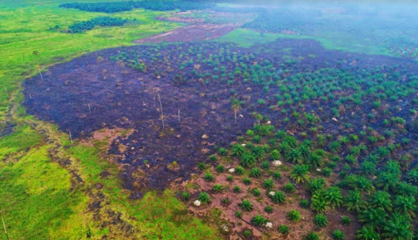 Penampakan Karhutla di Rohul, 5 Hektar Lahan Gambut Hangus Terbakar