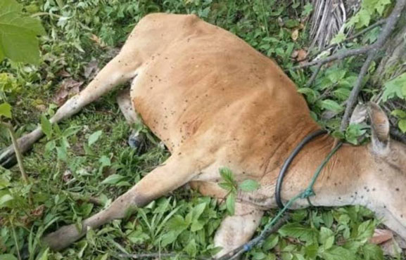 Belasan Sapi di Kampar Mendadak Mati
