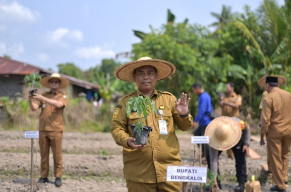 Bupati Bengkalis Terus Dorong Produktivitas Pertanian di Negeri Junjungan