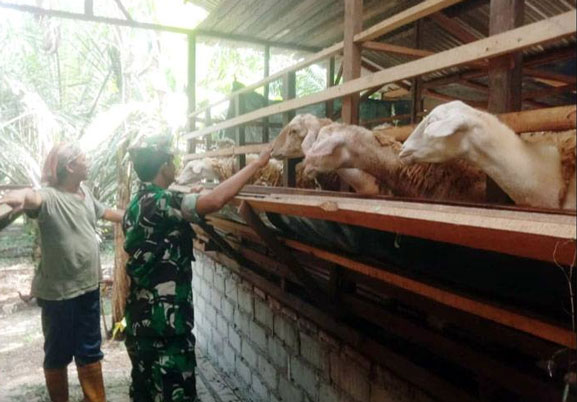 Cegah Penularan PMK, Anggota Koramil 0321-05/RM Lakukan Pengecekan dan Pendataan Ternak Milik Binaan