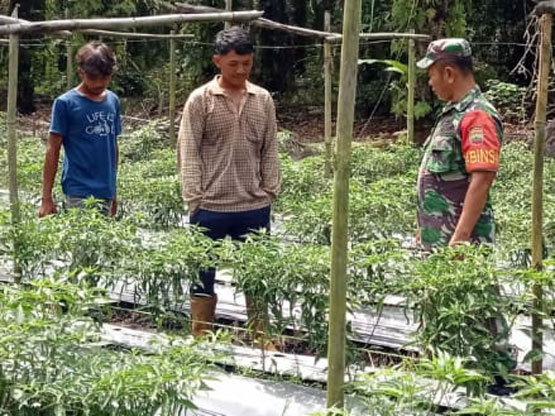 Anggota Koramil 0321-05/RM Kembali Lakukan Pendampingan Petani Cabe