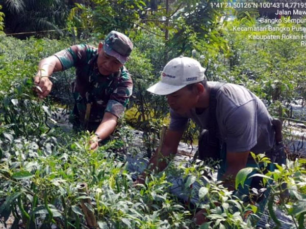 Anggota Koramil 0321-05/RM Dampingi Petani Rawat Demplot Cabai Merah