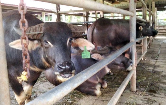 Mau Berkurban, Beli Hewan Kurban yang Miliki SKKH