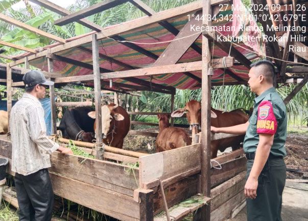 Antisipasi PMK, Anggota Koramil 0321-05/RM Lakukan Pendataan Ternak Sapi
