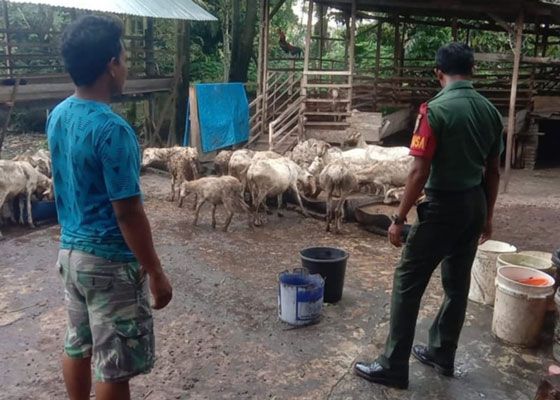 Koramil 0321-05/RM Kembali Lakukan Pendataan Ternak Kambing