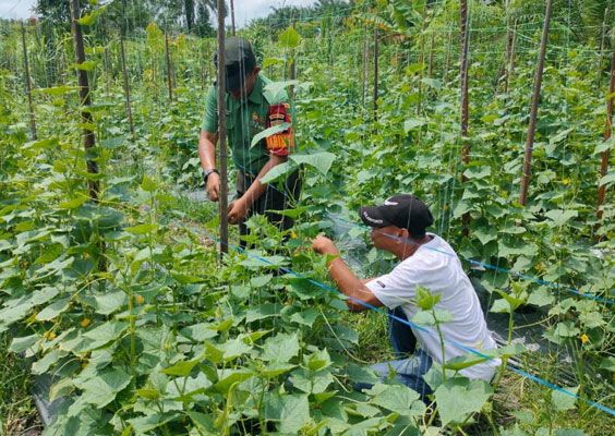 Agar Hasil Maksimal, Koramil 0321-05/RM Motivasi Petani Merawat Tanaman Timun