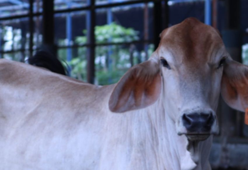 Dicari, Sapi Kurban untuk Bantuan Presiden di Riau, Minimal Berat 1 Ton