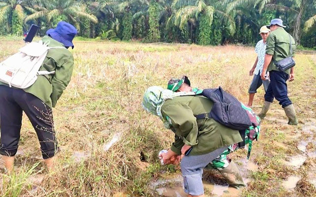 TNI bersama Petani di Kabupaten Rokan Hulu Riau Basmi Hama Tikus