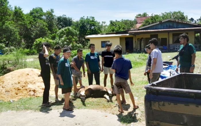 Sapi Masjid Al Mukminin Pekanbaru Kabur, Tabrak Sejumlah Kendaraan, Akhirnya Mati