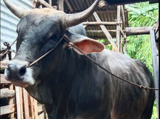 Berbobot 835 Kilogram, Ini Sapi Bantuan Presiden RI di Riau