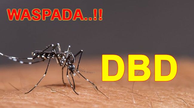 Pekanbaru dan Dumai Penyumbang Terbanyak Kasus DBD di Riau
