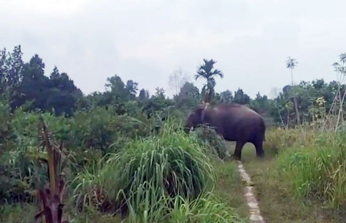 Gajah Masuk Perkebunan Warga di Kampar, BBKSDA Riau Cek Lokasi