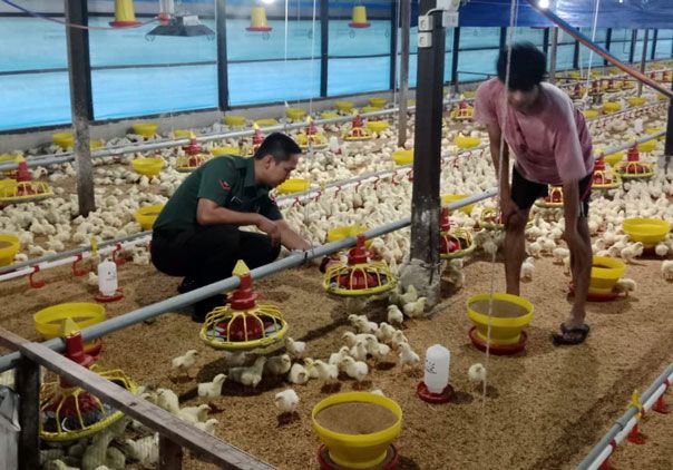 Motivasi Pelaku UMKM, Anggota Koramil 0321-05/RM Sambangi Pelaku Usaha Ayam Potong di Desa Jumrah