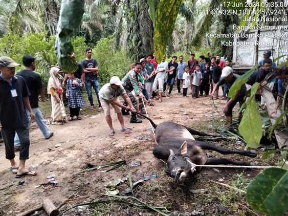 Koramil 0321-05/ RM Ikut Goro Potong 8 Hewan Qurban di Sidomakmur Bangko Sempurna