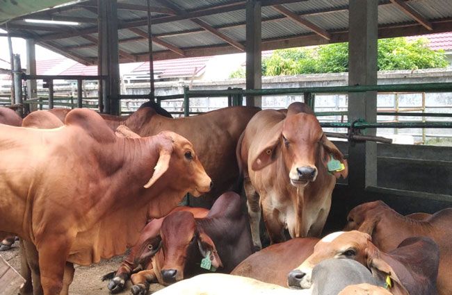 Besok ASN Pemko Pekanbaru Sembelih Puluhan Hewan Kurban