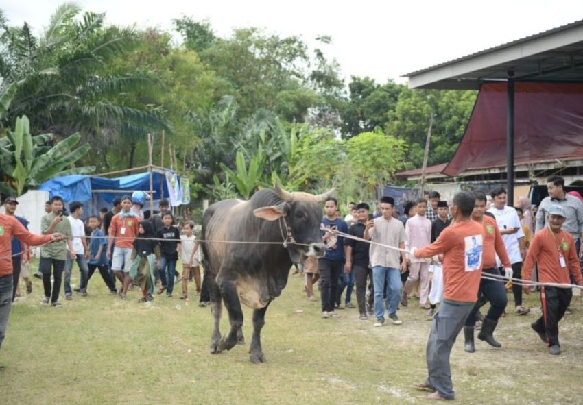Sapi Bantuan Jokowi di Riau Disembelih, Berat 835 Kilogram