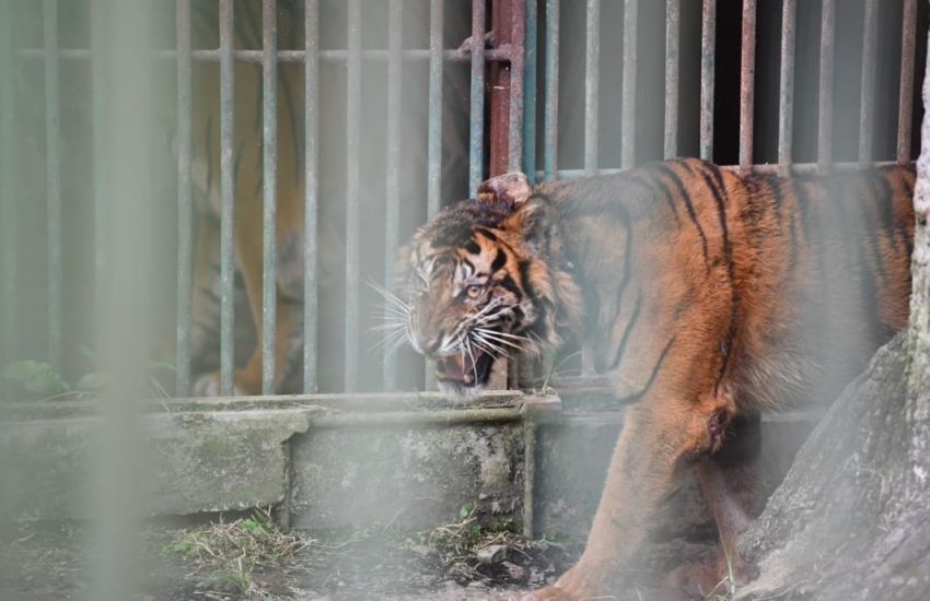 BKSDA Sumbar dan Riau Lepas Liarkan Harimau Sumatera di Rimbang Baling