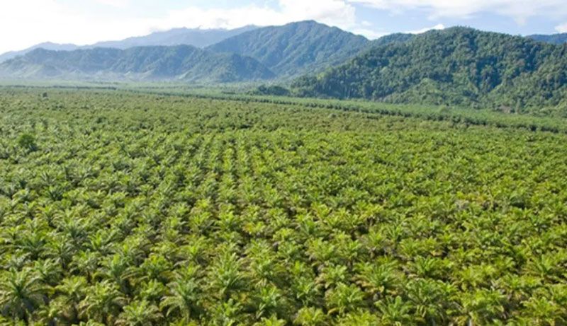 Ekspansi Sawit Ancam Kehidupan Masyarakat Adat Papua