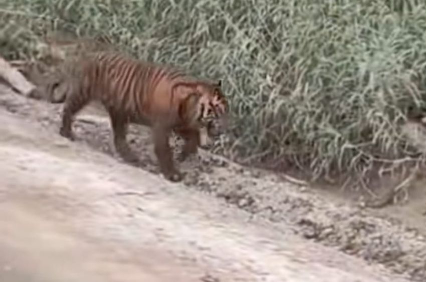 Viral Video Harimau di Area Konsesi Pelalawan, BKSDA Riau Turunkan Tim, Ternyata Tak Ada Informasi