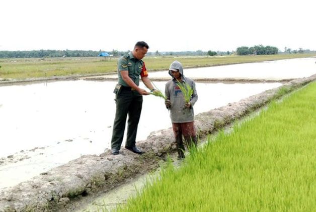 Babinsa Koramil 0321-05/ RM Kembali Pantau Perkembangan Padi Warga di Desa Pematang Sikek Rimbamelintang