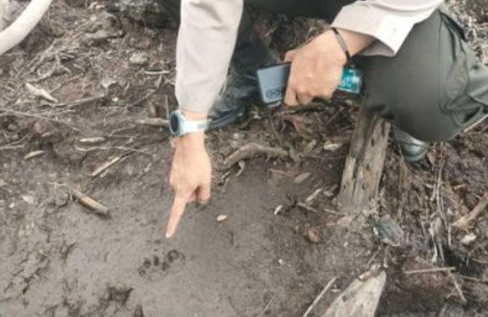 Jejak Kaki Satwa di Areal bekas Karhutla HGU PT. PHI Langgam Bukan Jejak Harimau, Ini Penjelasan BBKSDA Riau