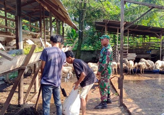 Babinsa Koramil 0321-05/ RM Kembali Data PMK Peternakan Kambing di Bangko Sempurna