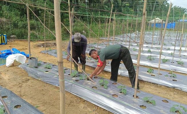 Anggota Koramil 0321-05/ RM Kembali Lakukan Pendampingan Petani Gambas
