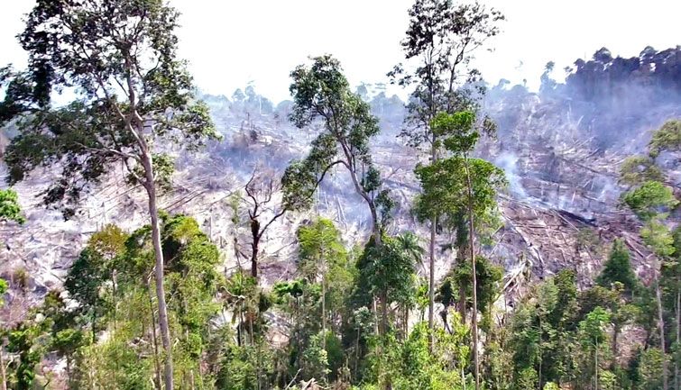 30 Hektar Areal Bekas Imas Tumbang di Rambah Samo Rokan Hulu Terbakar