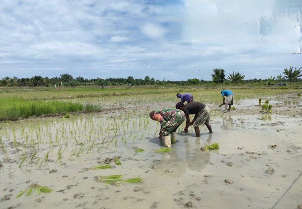 Anggota Koramil 0321-05/RM Kembali Dampingi Petani Lakukan Penanaman Padi di Teluk Bano 1