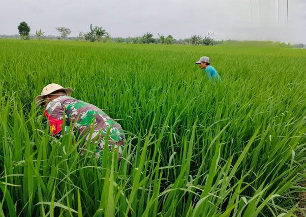 Babinsa Koramil 0321-05/RM Bantu Petani Gapoktan Harapan Jaya Bersihkan Gulma