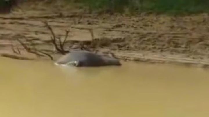 Soal Kerbau Mati Mendadak di Kampar Kiri, Bukan Penyakit Ngorok