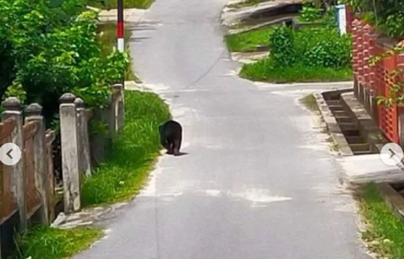 Beruang Muncul di Pemukiman Warga Pematang Pudu, BBKSDA Riau Pasang Perangkap