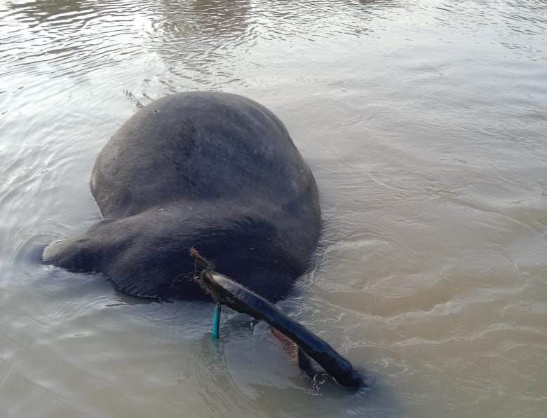 Telusuri Kematian Puluhan Kerbau di Kampar, Dinas PKH Riau Siapkan Tim