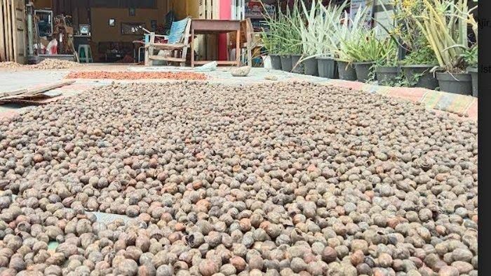 Pinang Kering di Riau Pekan Ini Dihargai Rp4.700 Perkilo