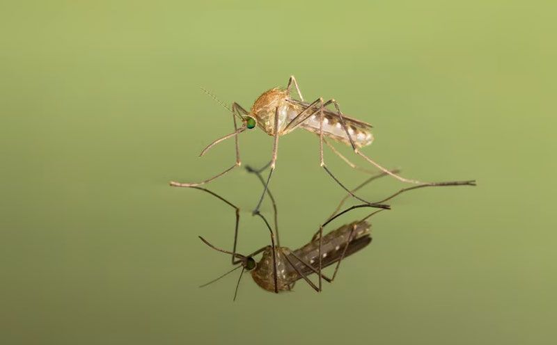 Pasca Temuan 22 Kasus, Pemkab Inhil Tetapkan KLB Malaria di Kuala Selat